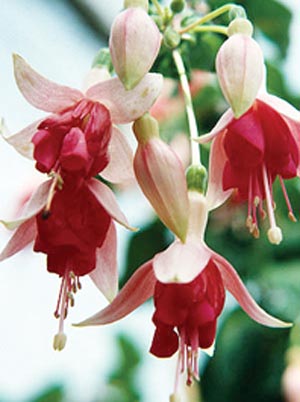 Fuchsia